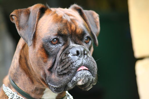 Boxer_bringe
