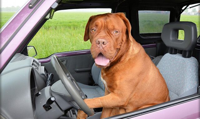 dog-165210_640 Eine Autoreise mit Hund birgt einige Risiken - auch Unvorhergesehene, wie eine Familie aus Passau feststellen musste. | Bild von PublicDomainPictures auf Pixabay