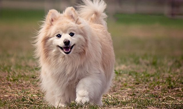 dog-1113398_640 Image by Purplehorse from Pixabay