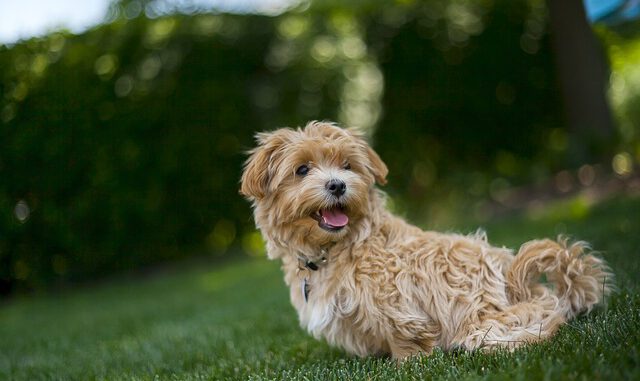 dog-1222364_640 Kranke und ungeimpfte Maltipoos waren das Geschäftsmodell eines Betrügerpärchens aus Rosenheim | Foto: Pixabay