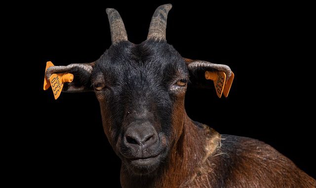 goat-7504127_640 Leider nicht überlebt hat eine Ziege einen Hundeangriff in Augsburg | Bild von Freddy auf Pixabay