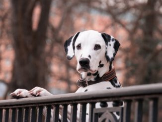Nicht für jeden Hund ist ein Zaun ein Hindernis | Bild von Rebecca Scholz auf Pixabay