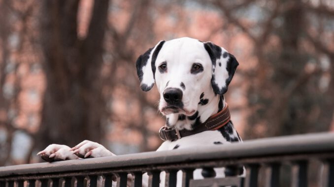 dalmatian-3210166_1280 Nicht für jeden Hund ist ein Zaun ein Hindernis | Bild von Rebecca Scholz auf Pixabay