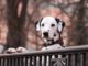 Nicht für jeden Hund ist ein Zaun ein Hindernis | Bild von Rebecca Scholz auf Pixabay