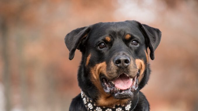 rottweiler-5767830_1280 Nicht jedes Halsband macht glücklich | Bild von Rebecca Scholz auf Pixabay