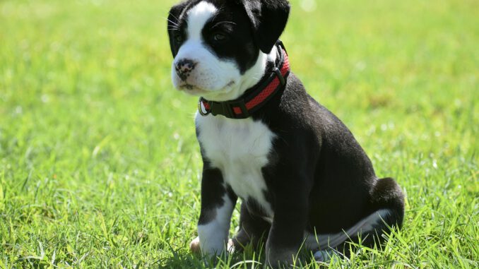 american-bully-6307094_1280 So sieht ein friedlicher American Bully aus | Bild von Jools Theriault auf Pixabay