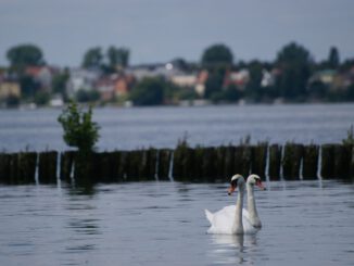 Wieder friedlich: Der Müggelsee | Bild von Lumiukko auf Pixabay
