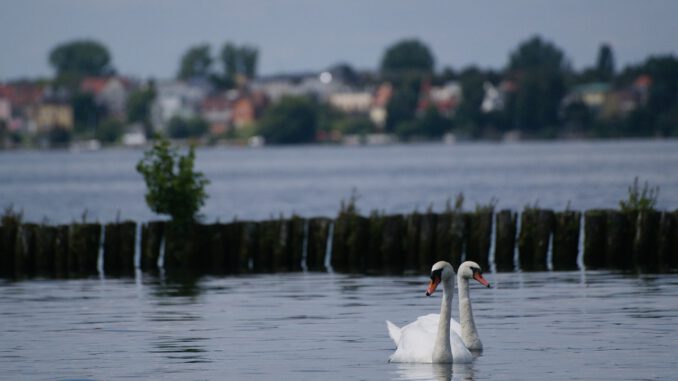 swans-5415455_1280 Wieder friedlich: Der Müggelsee | Bild von Lumiukko auf Pixabay