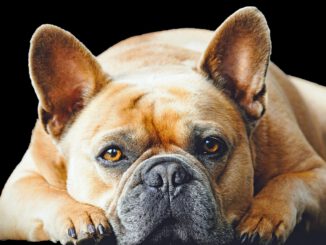 So sieht eine gesunde Französische Bulldogge aus | Bild von Myléne auf Pixabay