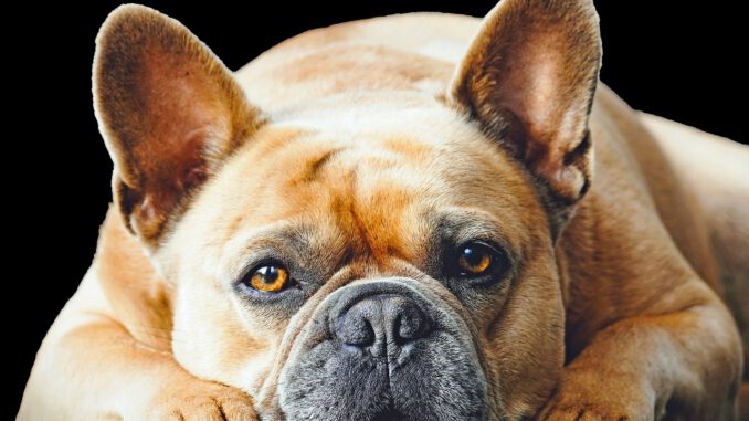 So sieht eine gesunde Französische Bulldogge aus | Bild von Myléne auf Pixabay