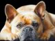 So sieht eine gesunde Französische Bulldogge aus | Bild von Myléne auf Pixabay