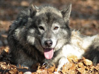 Nicht immer friedlich: Der Wolfshund | Bild von Jeannette1980 auf Pixabay