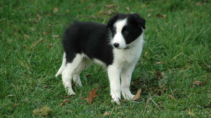 Grenze überschritten | Bild von Yuppy Ermeton auf Pixabay