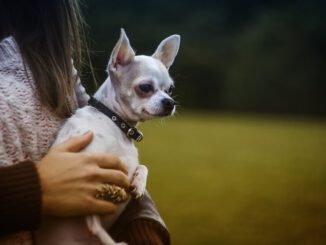 Den eigenen Hund geklaut? | Bild von Pexels auf Pixabay