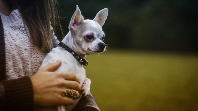 Den eigenen Hund geklaut? | Bild von Pexels auf Pixabay