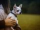 Den eigenen Hund geklaut? | Bild von Pexels auf Pixabay