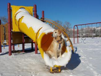 Nicht ungefährlich | Bild von Kim Rollins auf Pixabay