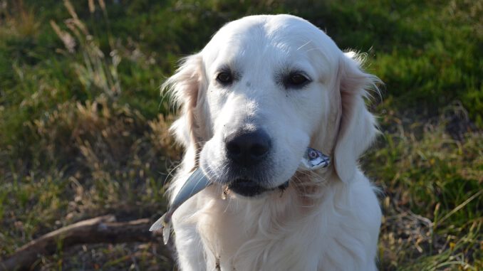 Der Angler in Dommitzsch wollte nicht teilen | Bild von Robi-Quickborn auf Pixabay